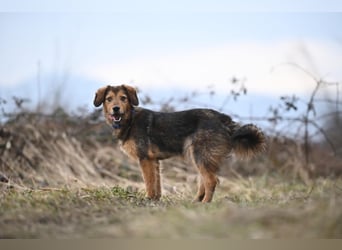Charlie - freundlicher, sanfter Begleiter auf der Suche nach einem Zuhause