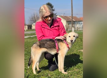 KORAL - liebevolle und aktive Hündin sucht ihr Zuhause