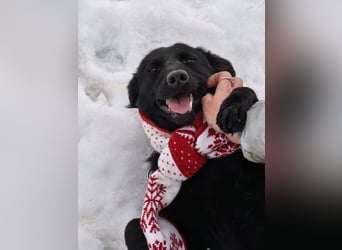 Ema - eine verspielte junge Hündin auf der Suche nach ihrem Für-immer-Zuhause