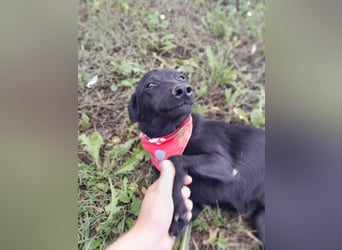 Ema - eine verspielte junge Hündin auf der Suche nach ihrem Für-immer-Zuhause