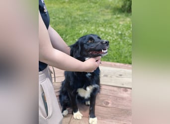 Dottie - Neugierige und freundliche Hündin sucht aktive Familie