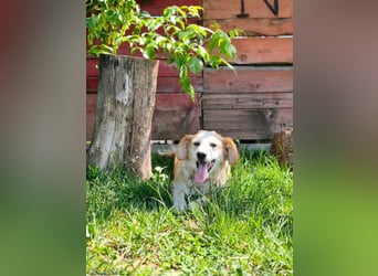Nastia sucht ihr Für-immer-Zuhause