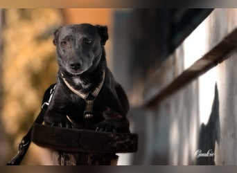 Ilse - intelligente, sportliche Hündin auf der Suche nach ihrer Familie