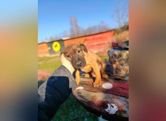 Sammi - kleiner Herzensbrecher sucht großes Glück