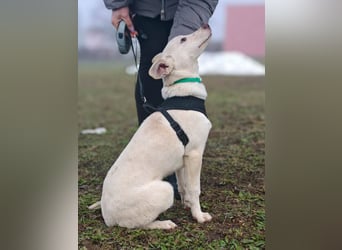 Calliope - junge Hündin sucht dringend ein liebevolles Zuhause