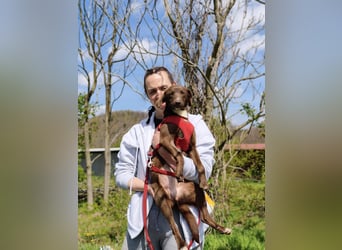 Astra - Sanfte und sehr freundliche Hündin sucht ihr Für-immer-Zuhause