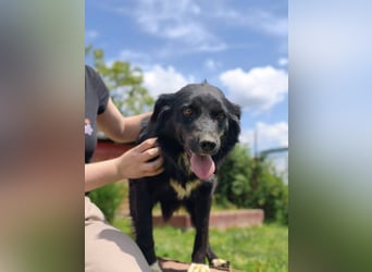 Dottie - Neugierige und freundliche Hündin sucht aktive Familie