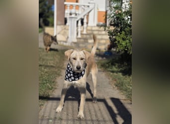 Nino,  supernetter Terriermischling