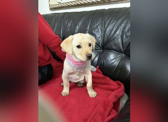 Sanfte Frida sucht ihr Für-immer-Zuhause