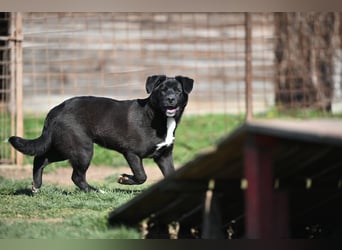Scooby - fröhlicher kleiner Herzensbrecher sucht sein Zuhause