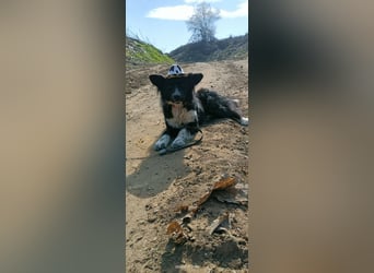 Kaya - Sanfte Seele sucht ihr Für-immer-Zuhause