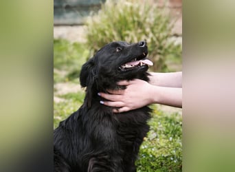 Blecky - freundlich und voller Lebensfreude