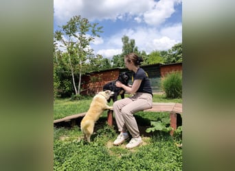 Dottie - Neugierige und freundliche Hündin sucht aktive Familie