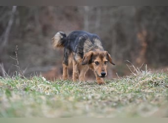 Charlie - freundlicher, sanfter Begleiter auf der Suche nach einem Zuhause