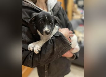 Iggy, kleiner Kämpfer mit großem Herz sucht sein Für-immer-Zuhause