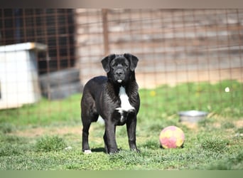 Scooby - fröhlicher kleiner Herzensbrecher sucht sein Zuhause