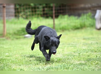 Ema - eine verspielte junge Hündin auf der Suche nach ihrem Für-immer-Zuhause