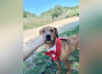 Cezar - ruhiger, freundlicher Begleiter sucht ein sicheres Zuhause