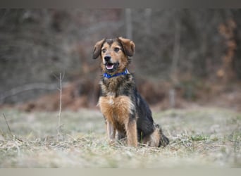 Charlie - freundlicher, sanfter Begleiter auf der Suche nach einem Zuhause