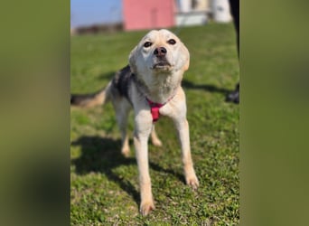 KORAL - liebevolle und aktive Hündin sucht ihr Zuhause