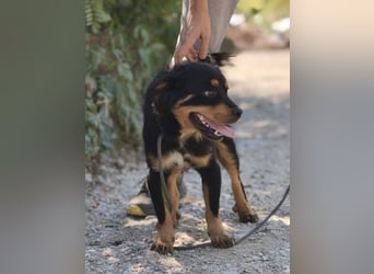 Nico - junger, aufgeweckter Rüde sucht ein Zuhause
