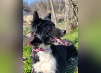 Kaya - Sanfte Seele sucht ihr Für-immer-Zuhause