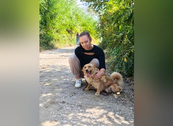 Ozzu - ein Sonnenschein auf vier Pfoten sucht sein Für-immer-Zuhause