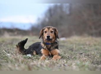 Charlie - freundlicher, sanfter Begleiter auf der Suche nach einem Zuhause