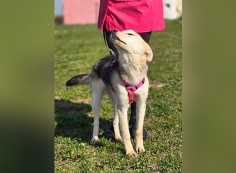 KORAL - liebevolle und aktive Hündin sucht ihr Zuhause