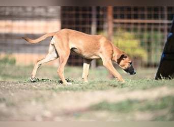 Tala - ein fröhliches Hundemädchen auf der Suche nach ihrer Familie