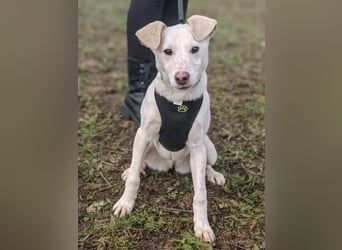 Calliope - junge Hündin sucht dringend ein liebevolles Zuhause