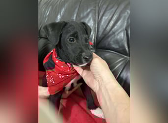 Herzenshund Lisa möchte ankommen