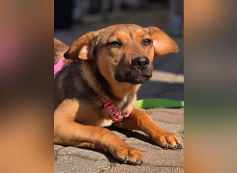 Maila sucht ihr Für-immer-Zuhause