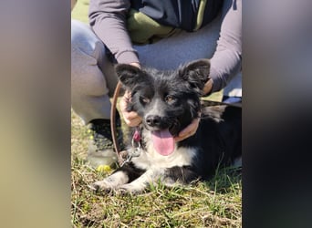 Kaya - Sanfte Seele sucht ihr Für-immer-Zuhause