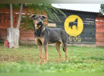 Willow - Zarte Seele sucht ein liebevolles Zuhause