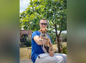 Tea - lebensfrohe Mischlingshündin sucht ihr Zuhause