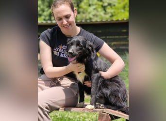 Dottie - Neugierige und freundliche Hündin sucht aktive Familie