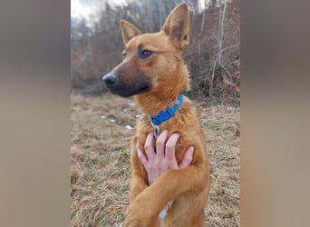 Molly - freundliche und ausgeglichene Mischlingshündin sucht ihr Zuhause