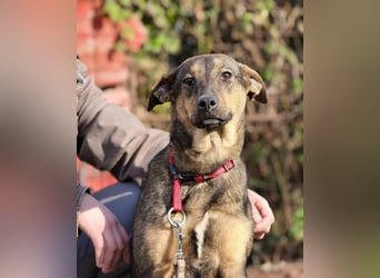 Willow - Zarte Seele sucht ein liebevolles Zuhause