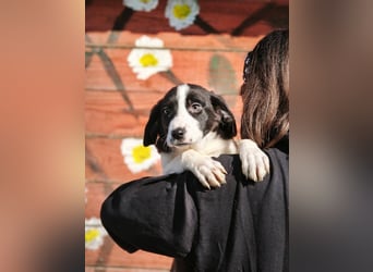 Mimi, kleines Hundemädchen auf der Suche nach seinen Zuhause