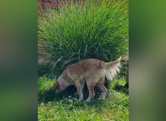 Nastia sucht ihr Für-immer-Zuhause