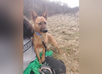 Molly - freundliche und ausgeglichene Mischlingshündin sucht ihr Zuhause