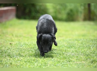 Ema - eine verspielte junge Hündin auf der Suche nach ihrem Für-immer-Zuhause