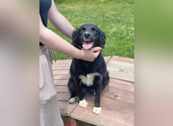 Dottie - Neugierige und freundliche Hündin sucht aktive Familie