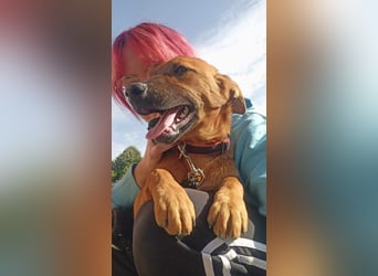 Molly - freundliche und ausgeglichene Mischlingshündin sucht ihr Zuhause