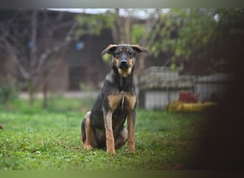 Willow - Zarte Seele sucht ein liebevolles Zuhause