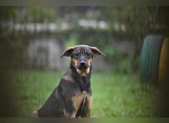 Willow - Zarte Seele sucht ein liebevolles Zuhause