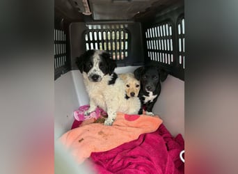 Sanfte Frida sucht ihr Für-immer-Zuhause