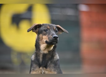 Willow - Zarte Seele sucht ein liebevolles Zuhause