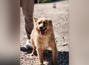 Ozzu - ein Sonnenschein auf vier Pfoten sucht sein Für-immer-Zuhause